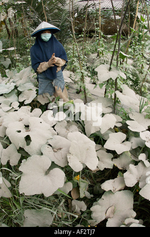 Ceneri vulcaniche copre centinaia di villaggi e terreni agricoli dopo il vulcano Merapi erutta, in Java, Indonesia. Foto Stock