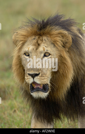 Il vecchio leone maschio Panthera leo ritratto Masaii Mara Kenya Foto Stock