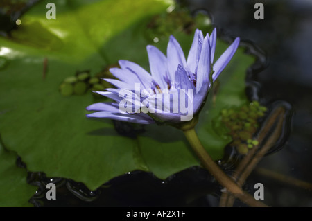 Giglio di acqua su stagno Foto Stock