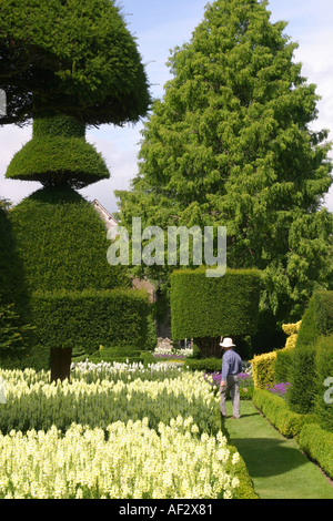 Topiaria da giardini a Levens Hall nel Regno Unito Foto Stock