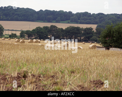 Balle rotonde in attesa di essere raccolte da un campo dopo la raccolta ha avuto luogo. Foto Stock