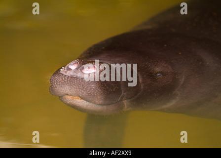 Lamantino amazzonico Trichechus inunguis Foto Stock