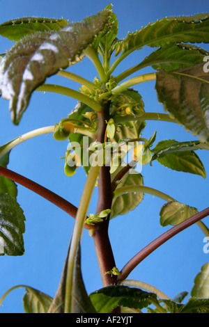 Foglie e germogli di formatura di impatiens niamniamensis congo cacatua occupato lizzie impianto Foto Stock