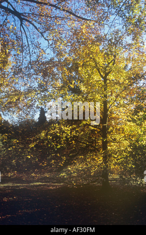 Luce posteriore faggio in autunno a Westonbirt Arboretum Foto Stock