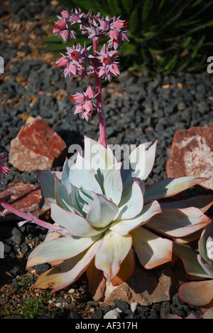 Impianto di cactus, Principessa di Galles Conservatorio, Royal Botanical Gardens di Kew, Greater London, England, Regno Unito Foto Stock