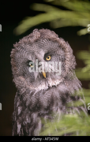 Adulto Grande Grey Owl (Strix nebulosa) con testa leggermente inclinata e guardando direttamente la fotocamera Foto Stock