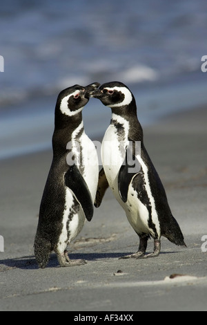 Di corteggiamento tra 2 adulti i pinguini di Magellano Foto Stock