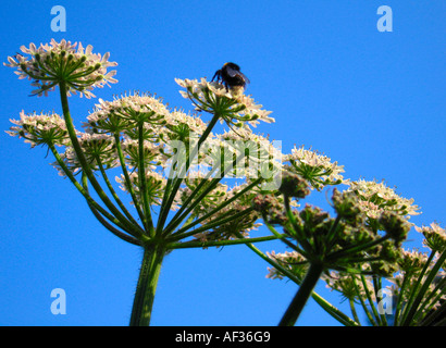 Primo piano della mucca selvatica pastinaca con Bumble Bee e lucido chiaro cielo blu sullo sfondo Foto Stock