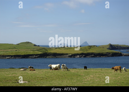 Le mucche pascolano sul mare - Skelligs all'orizzonte - isola Valentia, nella contea di Kerry, Irlanda Foto Stock