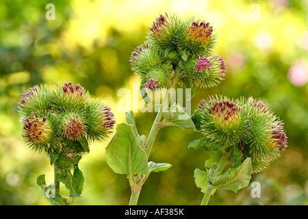 Maggiore (bardana Arctium lappa) Foto Stock