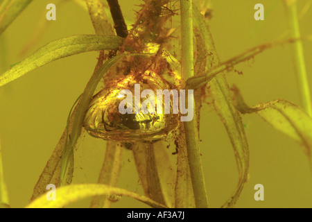 Unione ragno acqua (Argyroneta aquatica), in bolla d'aria, in Germania, in Baviera, Chiemsee Foto Stock