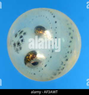 Whitefishes, lago whitefishes (Coregonus spec.), larva loos fuori di uovo, in Germania, in Baviera, Chiemsee Foto Stock