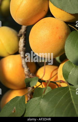 Albero di albicocche (Prunus armeniaca), frutti su albero Foto Stock