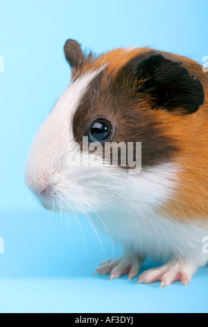 Guinea domestico maiale (cavia aperea f. porcellus), ritratto Foto Stock