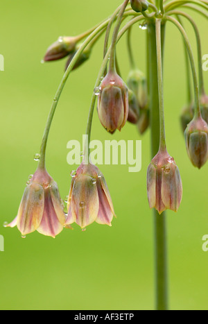 Il Tall flowerheads di Allium bulgaricum - Nectaroscordum dioscordis Foto Stock