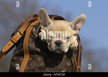 Bulldog francese (Canis lupus f. familiaris), cucciolo seduto in un sacchetto Foto Stock