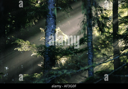 I raggi di luce del sole filtrare attraverso gli alberi in una foresta Foto Stock