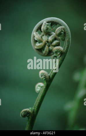 La distensione frond da Ruvida Tree Fern Cyathea australis Foto Stock