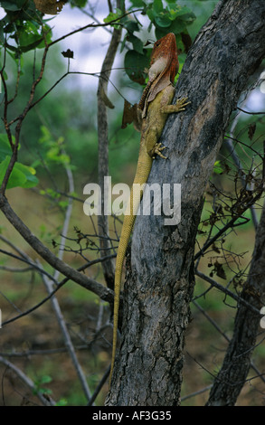 Collo Frilled Lizard Chlamydosaurus kingii nasconde su albero in outback Australia Foto Stock