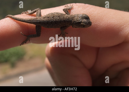 I capretti Western recinto lizard noto anche come il blue-pancia suns se stesso su un dito umano, Santa Barbara, California Foto Stock