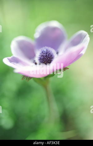 Uno degli anemoni che fioriscono prolificly sulle colline di campi e banchine su Cipro in febbraio Foto Stock