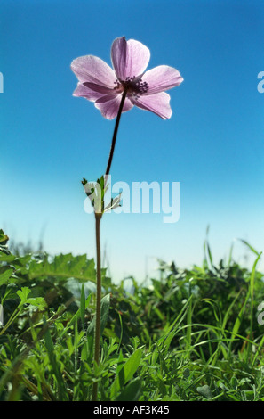 Uno degli anemoni che fioriscono prolificly sulle colline di campi e banchine su Cipro in febbraio Foto Stock