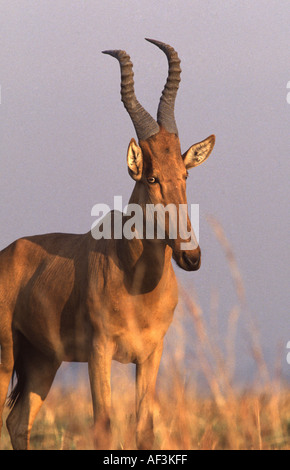 Jackson, Hartebeest Alcelaphus buselaphus jacksoni Foto Stock