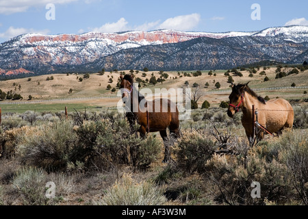 Cavalli accanto all'ingresso del Parco Nazionale di Bryce Canyon dello Utah Foto Stock