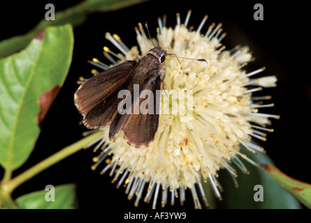 Strada comune Skipper 30389 Amblyscirtes vialis Cove lago a nord di mt Magazine ARKANSAS USA 30 giugno 2001 Hesperiinae Foto Stock