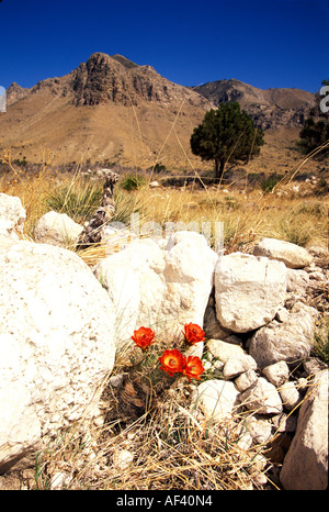 Claret-cup Riccio Foto Stock