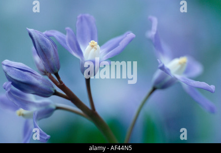 La molla Squill / (Scilla verna) Foto Stock