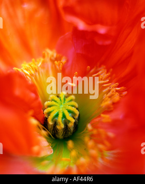 Il papavero, blossom dettaglio / (Papaver spec.) Foto Stock