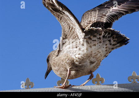 Un bambino Seagull ripete la sua tecnica di volo da un tetto della serra in Brighton East Sussex England Regno Unito Foto Stock