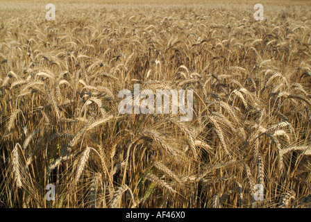 Coltivazione di grano pronto per la mietitura Foto Stock