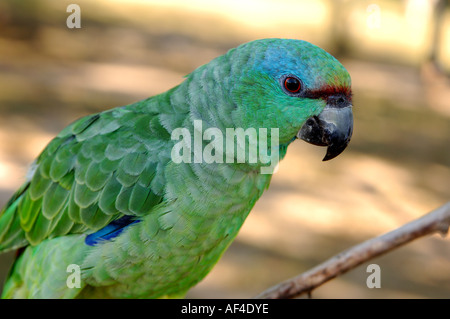 Blue-Fronted Amazon Amazon aestiva Foto Stock
