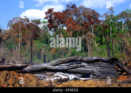 Slash e masterizzazione di coltivazione nella foresta amazzonica del Brasile Foto Stock