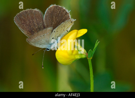 Corto-tailed blue Everes argiades Foto Stock