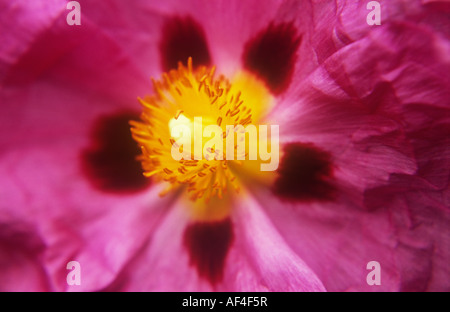 Close up di cremisi petali di rosa maroon chiazze o ciuffo di stami gialli di flowerhead di roccia o sole rosa o Cistus purpureus Foto Stock