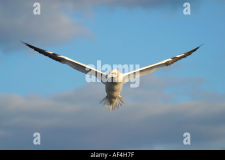 Morus Bassanus Northern Gannet adulto battenti contro il cielo blu Isole Saltee Kilmore County Wexford in Irlanda Europa UE Foto Stock