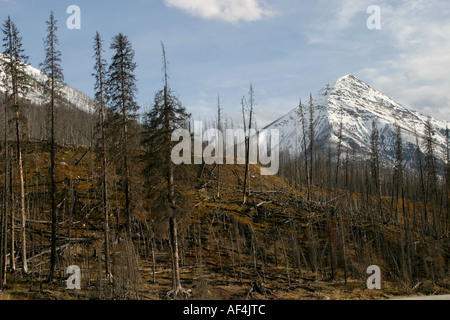 Paesaggio ; incendio di foresta resti Foto Stock