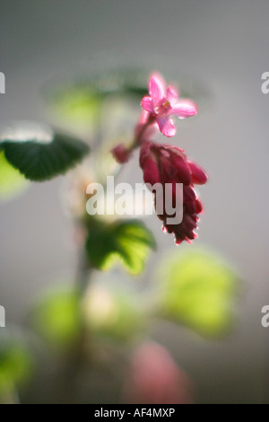 Fiore di Ribes nero Ribes nigrum Foto Stock