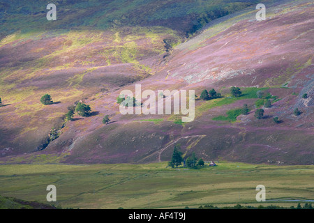 Estate fioritura brughiera e alberi in agosto; valle del fiume Dee Braemar, Royal Deeside, Cairngorms National Park, Scozia Regno Unito Foto Stock