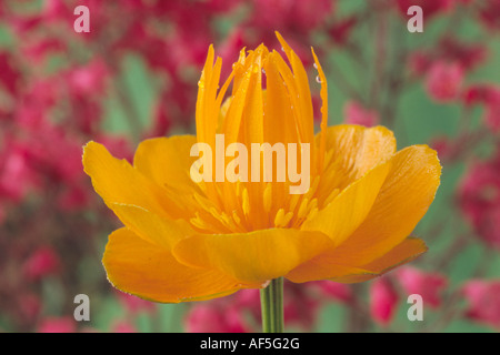 Trollius chinensis (Globeflower) Close up di fiore di arancia. Foto Stock