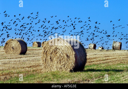 Balle di fieno che punteggiano il South Downs nel Sussex su un caldo e assolato pomeriggio estivo Foto Stock