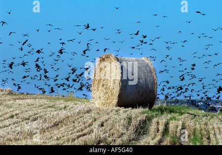 Una balla di fieno e di uno stormo di uccelli nella stoppia di Sussex campo in un caldo giorno d'estate Foto Stock