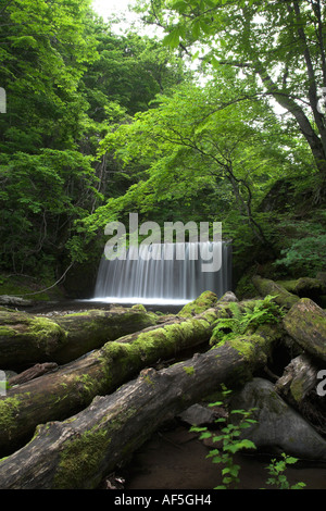 Oirase Gorge lago towada aomori towadako estate cascata con registri di caduti in primo piano Foto Stock