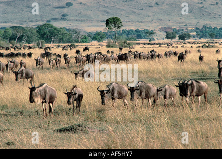 Lungo le linee di gnu trekking verso acqua nella Riserva Nazionale di Masai Mara Kenya Africa orientale Foto Stock
