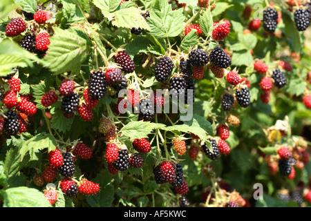 Silvan Blackberry Foto Stock