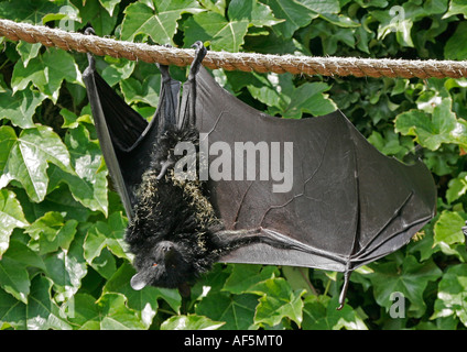 Livingstone di frutta Bat Pteropus livingstonii , lo Zoo di Bristol, Inghilterra Foto Stock
