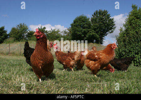 Polli ruspanti in corrispondenza di una azienda agricola biologica nel Kent. Foto Stock